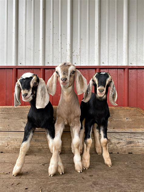 Mini Nubian Goats