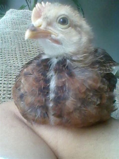 4 week old Welsummer Pullet or Roo??? | BackYard Chickens - Learn How to Raise Chickens