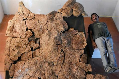 Prehistoric giant turtle shell is the biggest ever found | New Scientist