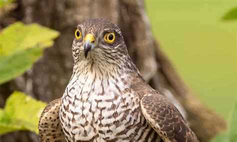 Sparrowhawk - A-Z Animals