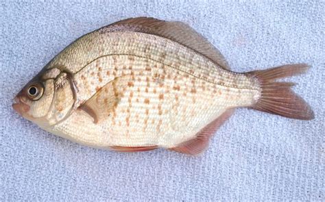 Calico Surfperch - Pier Fishing in California