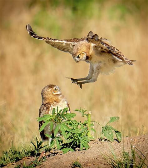 Baby Burrowing Owl Attack Photograph by Judi Dressler - Pixels