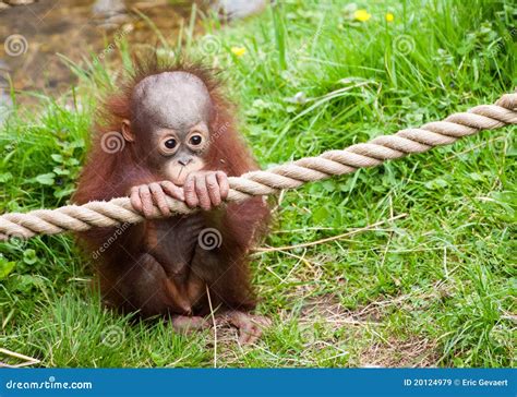 Cute Baby Orangutan Royalty Free Stock Images - Image: 20124979