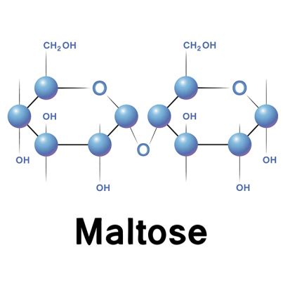 Maltose sources, health benefits and uses