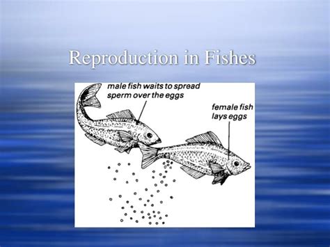 PPT - Reproduction in Fishes PowerPoint Presentation, free download - ID:3592379