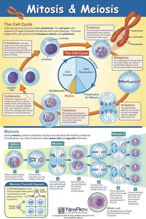 Mitosis Meiosis Comparison Worksheet Chart Meiosis Biological Science ...