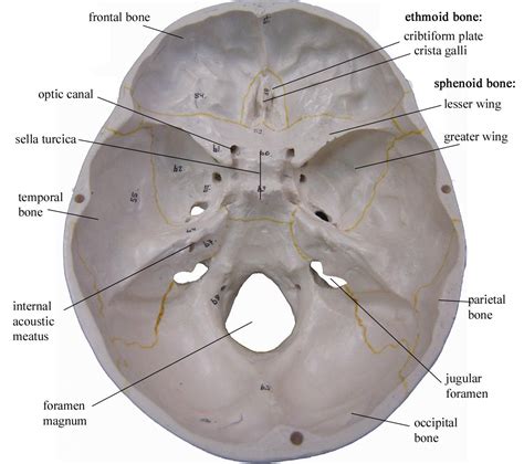 Inferior View Of Skull Foramen - Human Skull, Inferior View Of The Human Skull. Photo d ...