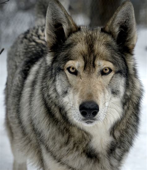 Get facts about wolf-dog hybrids | International Wolf Center (2022)