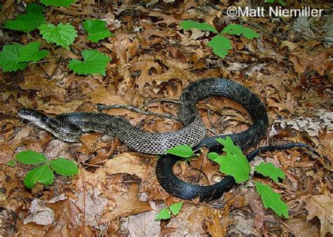 Gray Ratsnake | State of Tennessee, Wildlife Resources Agency