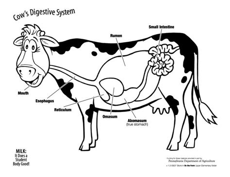 Cow Digestive System Diagram Labeled Ruminant Digestion