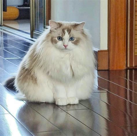 Fluffiest Cat Breeds: 5 Cat Breeds That Remind You Of Cotton - BSB