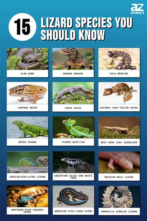 Types of Lizards: The 15 Lizard Species You Should Know! - A-Z Animals