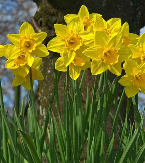 Beautiful Daffodils Flowers Images | Best Flower Site