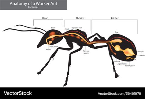 Internal ant anatomy characteristics common Vector Image