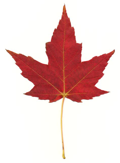 Free photo: Red Maple Leaf - Autumn, Resource, Simple - Free Download - Jooinn