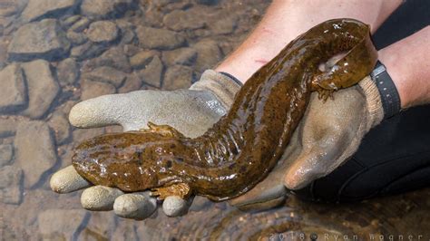 Hellbender salamander facts, giant salamanders species