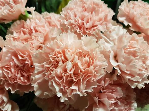 Carnation Light Pink Fancy - Toronto Bulk Flowers