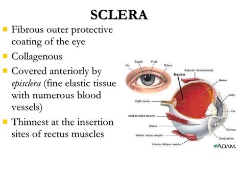 Uvea & sclera