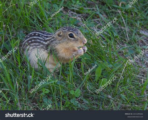 Thirteenlined Ground Squirrel Stock Photo 2211295261 | Shutterstock