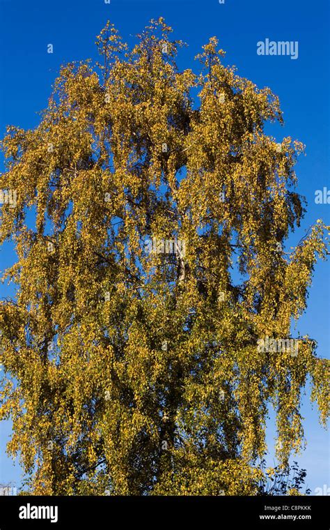 Betula pendula. Silver Birch tree Stock Photo - Alamy