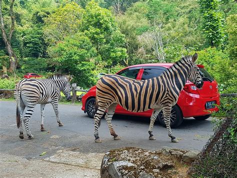 TAMAN SAFARI BOGOR Tiket Masuk, Transportasi & Alamat - November 2024