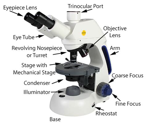 What Does The Condenser Do On A Compound Light Microscope | Americanwarmoms.org