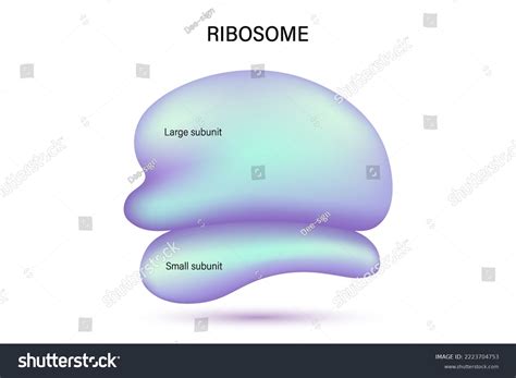 Ribosome Structure Vector Large Subunit Small Stock Vector (Royalty Free) 2223704753 | Shutterstock