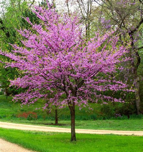 Cercis canadensis - Eastern Redbud – Smart Seeds Emporium