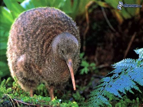 Kiwi bird