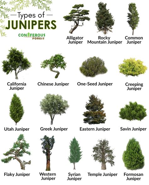 Juniper tree facts definition types identification pictures – Artofit