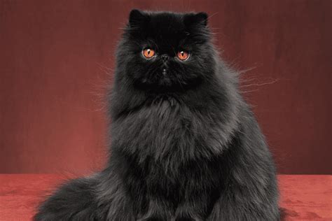 The Black Persian Cat: A Comprehensive Guide • Kritter Kommunity