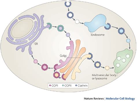 Pathways of vesicular transport by the specific vesicle-coating proteins | Learn Science at Scitable