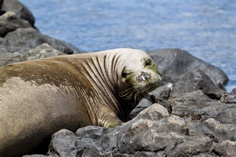 Hawaiian Monk Seal Facts - CRITTERFACTS