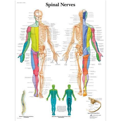 Anatomical Charts and Posters - Anatomy Charts - Spinal Nerves Paper Chart