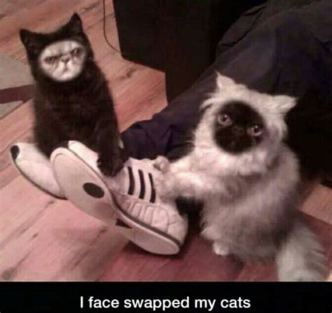 Cat face swap. - RealFunny