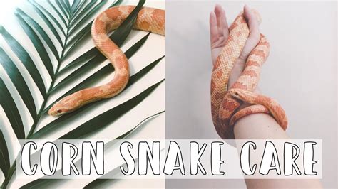 Corn Snakes 101: The Basic Corn Snake Care Guide (2019) - YouTube