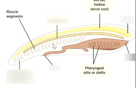 Diagram of Lancelets | Quizlet