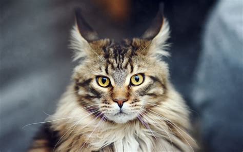 Maine Coon Cat Personality, Characteristics and Pictures – InspirationSeek.com