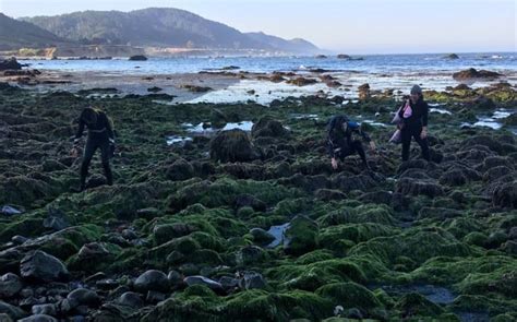 SEAWEED FARMING IN INDIA - Vishnuias