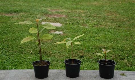 Avocado Seed Germination, Time, Temperature, Process | Gardening Tips