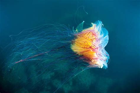 Lion’s mane jellyfish | Giant Jellyfish, Arctic Species & Tentacles | Britannica