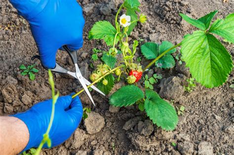 Strawberry Plant Propagation: The Definitive Guide (Updated 2022)