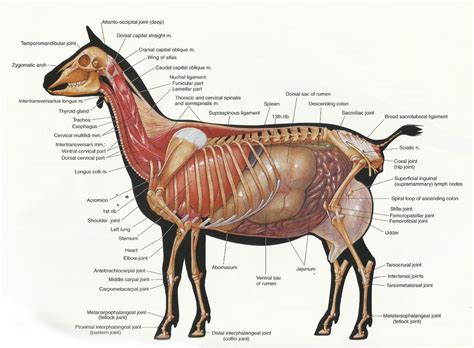 Anatomy of a Goat