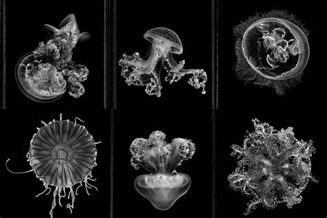 Striking photos of jellyfish shed light on the enigmatic invertebrates | New Scientist