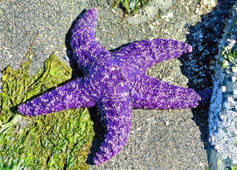 Purple Ochre Sea Star | Beautiful sea creatures, Sea star, Ocean inspiration