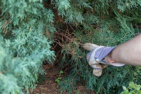 How to Trim Juniper Shrubs | Hunker