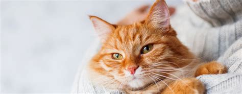 Top 10 Yellow Cat Breeds You Should Know