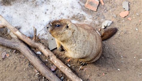 The Groundhog Woke Up after Hibernation and Looked at the Camera with ...