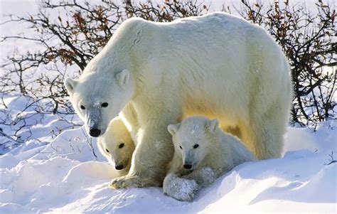 Save our polar habitats! - National Geographic Kids