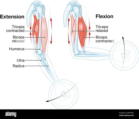 Biceps and triceps. How muscles work Stock Photo - Alamy